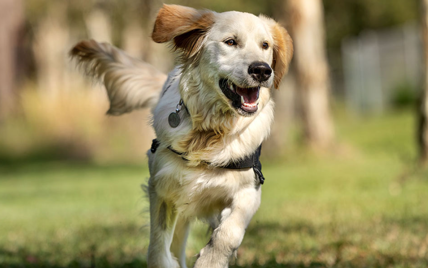 Smart Pups Program